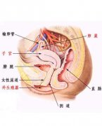 白带异常吃什么药好