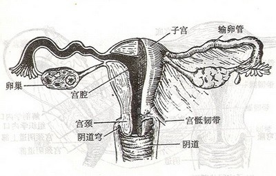 闭经是什么原因引起的