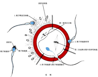 弱精症去旅顺哪家医院治